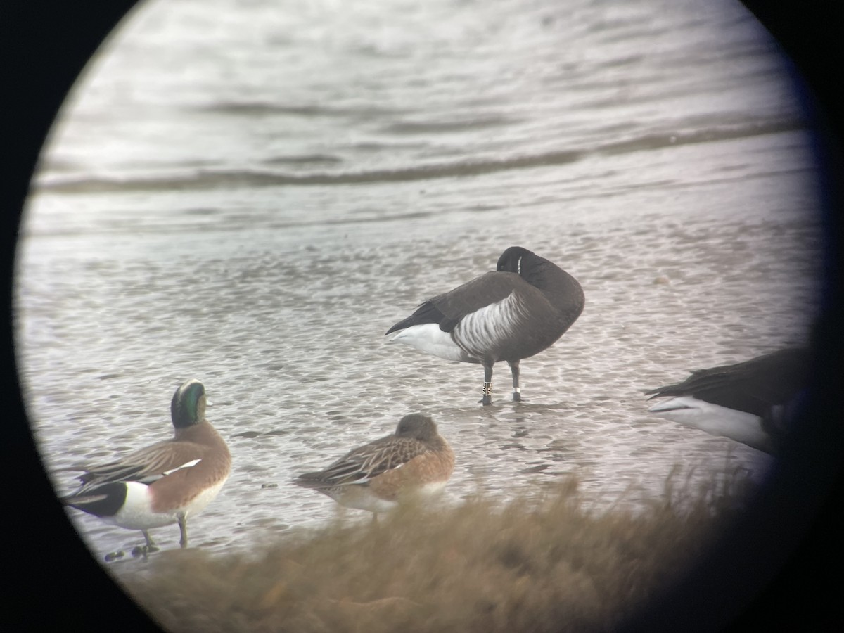 Brant (Black) - ML647199443