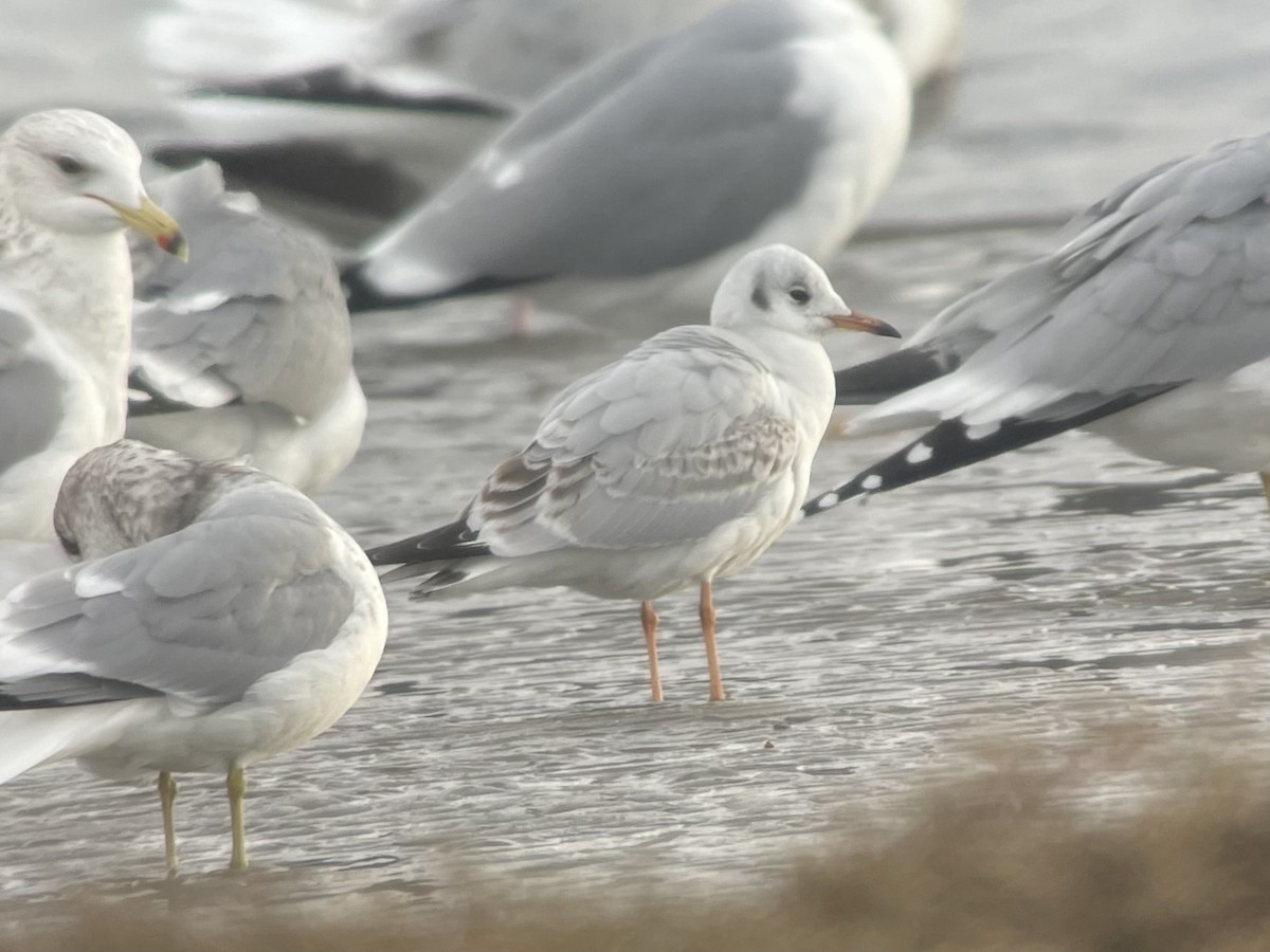 Black-headed Gull - ML647199456