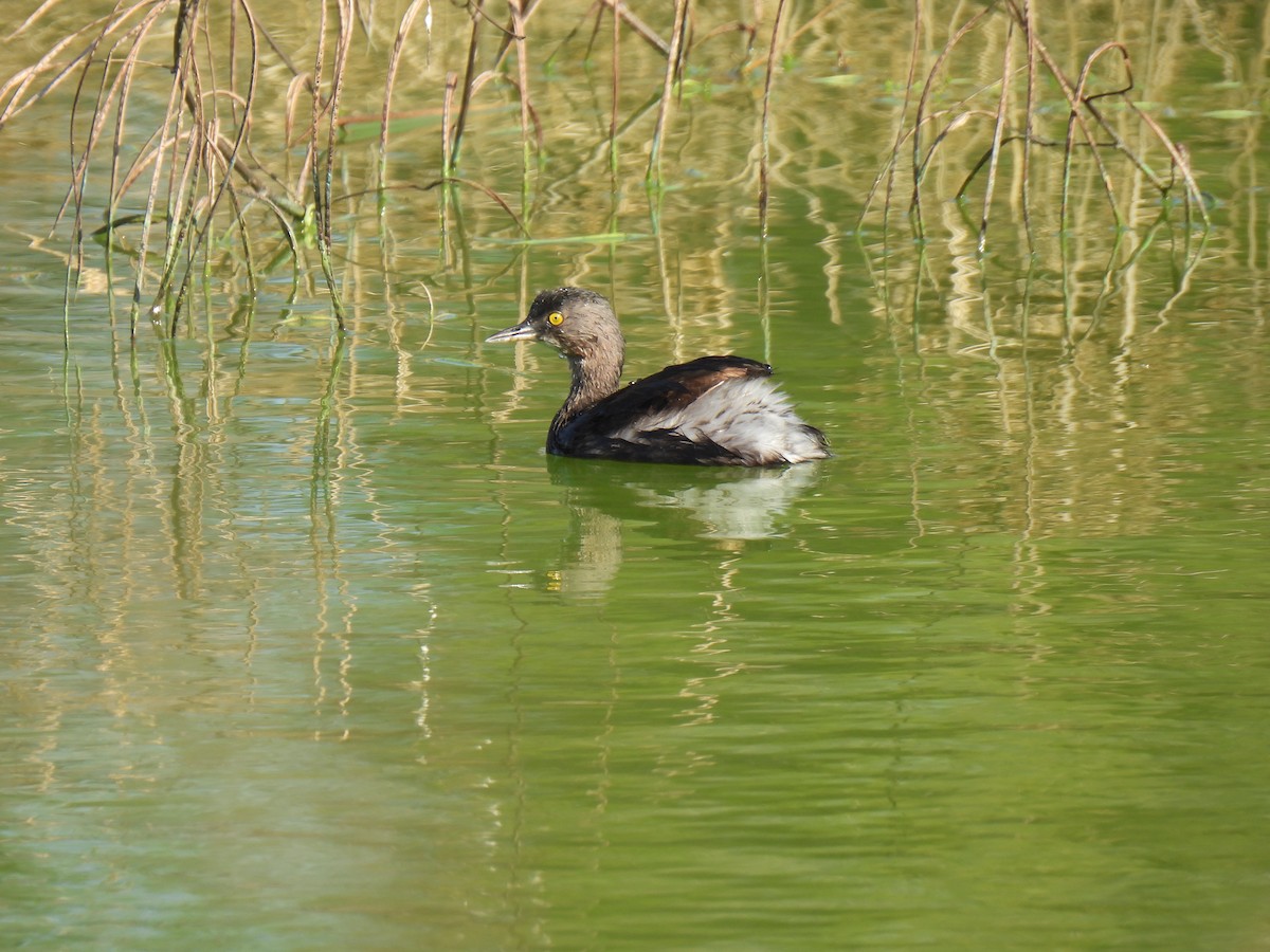 Least Grebe - ML647199460