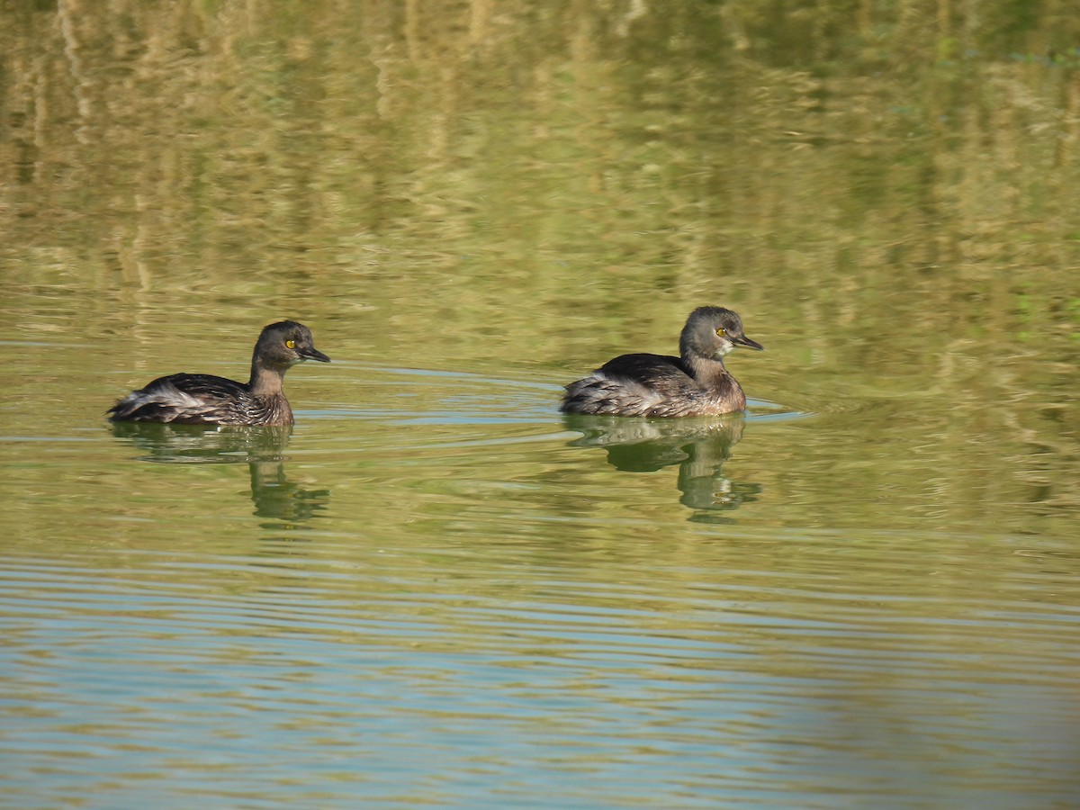 Least Grebe - ML647199461