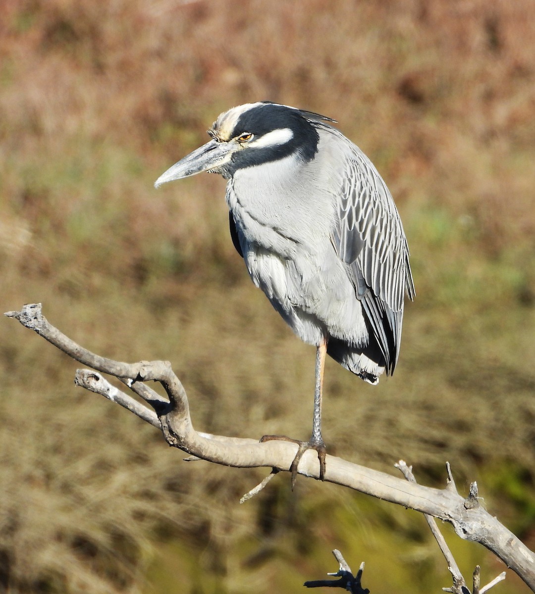 Yellow-crowned Night Heron - ML647199474