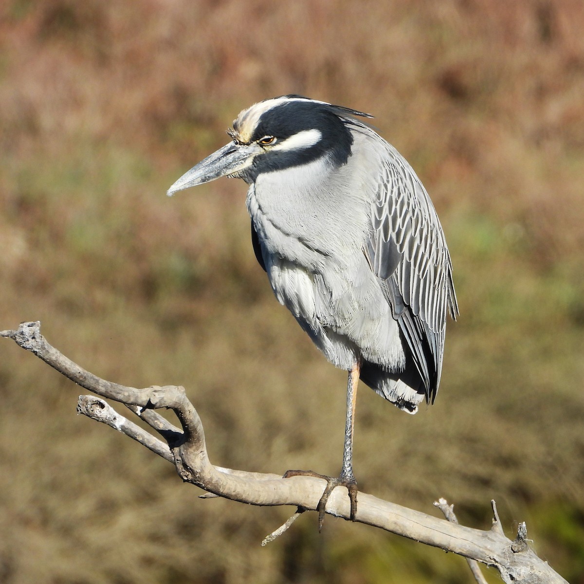 Yellow-crowned Night Heron - ML647199475