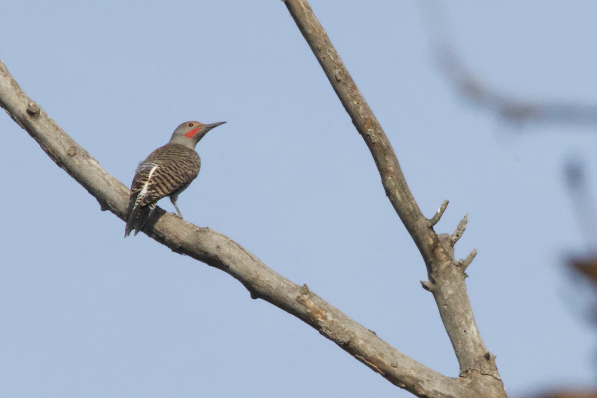 Northern Flicker - ML647199478
