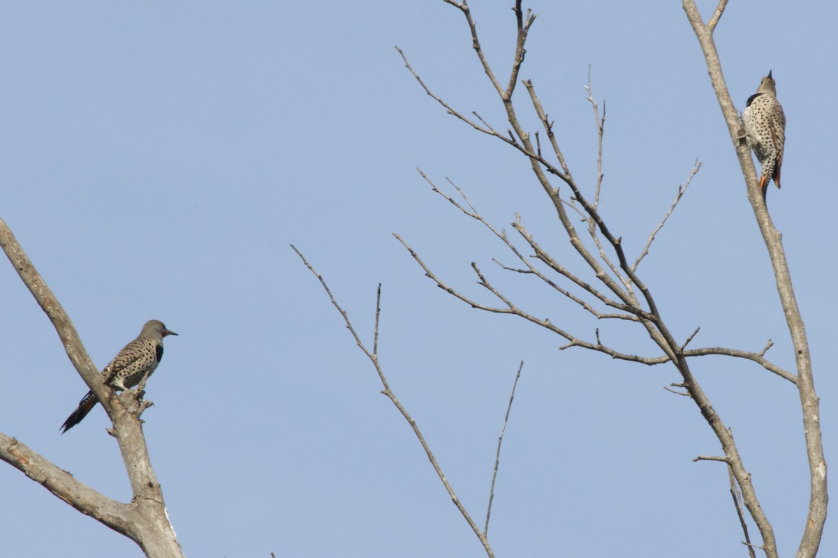Northern Flicker - ML647199479