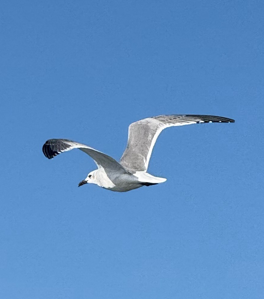 Laughing Gull - ML647199488