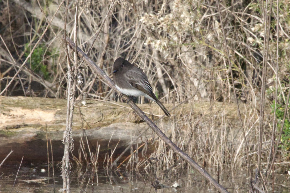 Black Phoebe - ML647199493