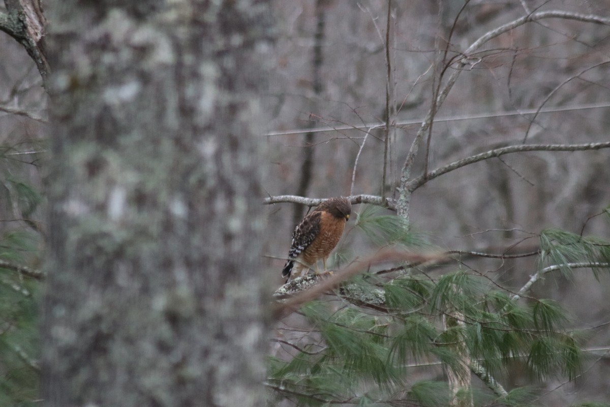 Red-shouldered Hawk - ML647199550