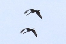 Sandhill Crane - ML647199558