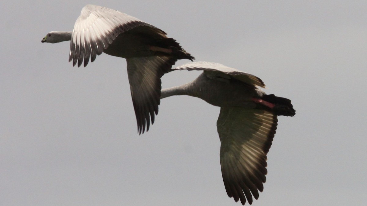 Cape Barren Goose - ML647199566