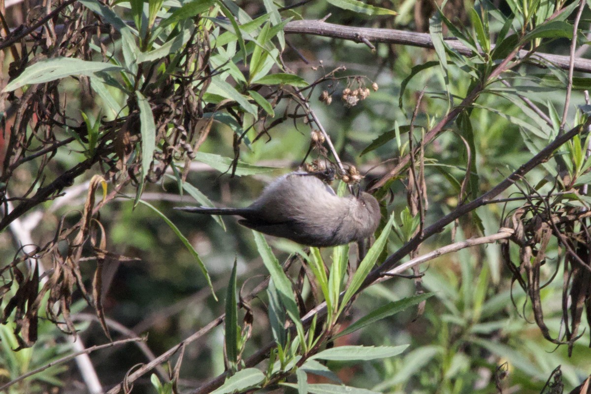 Bushtit - ML647199577