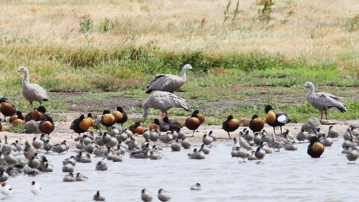 Australian Shelduck - ML647199583