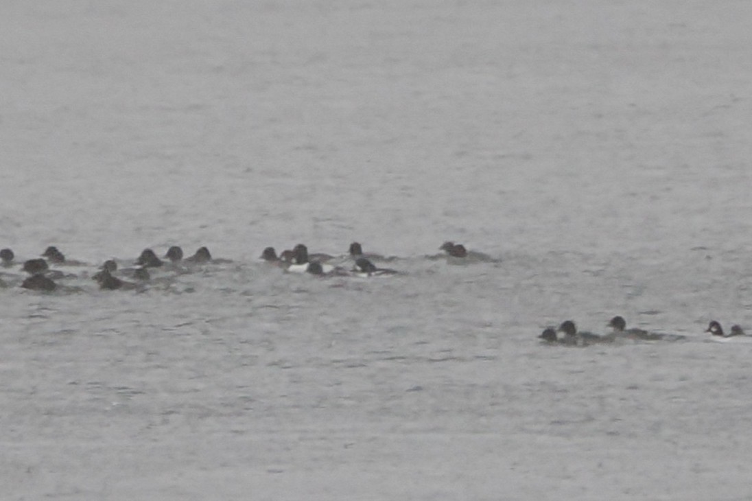 Barrow's Goldeneye - ML647199600