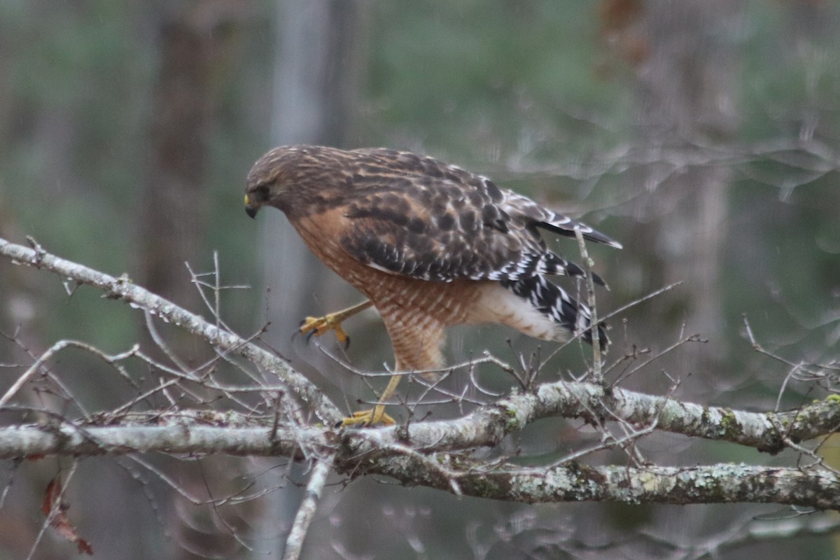 Red-shouldered Hawk - ML647199603