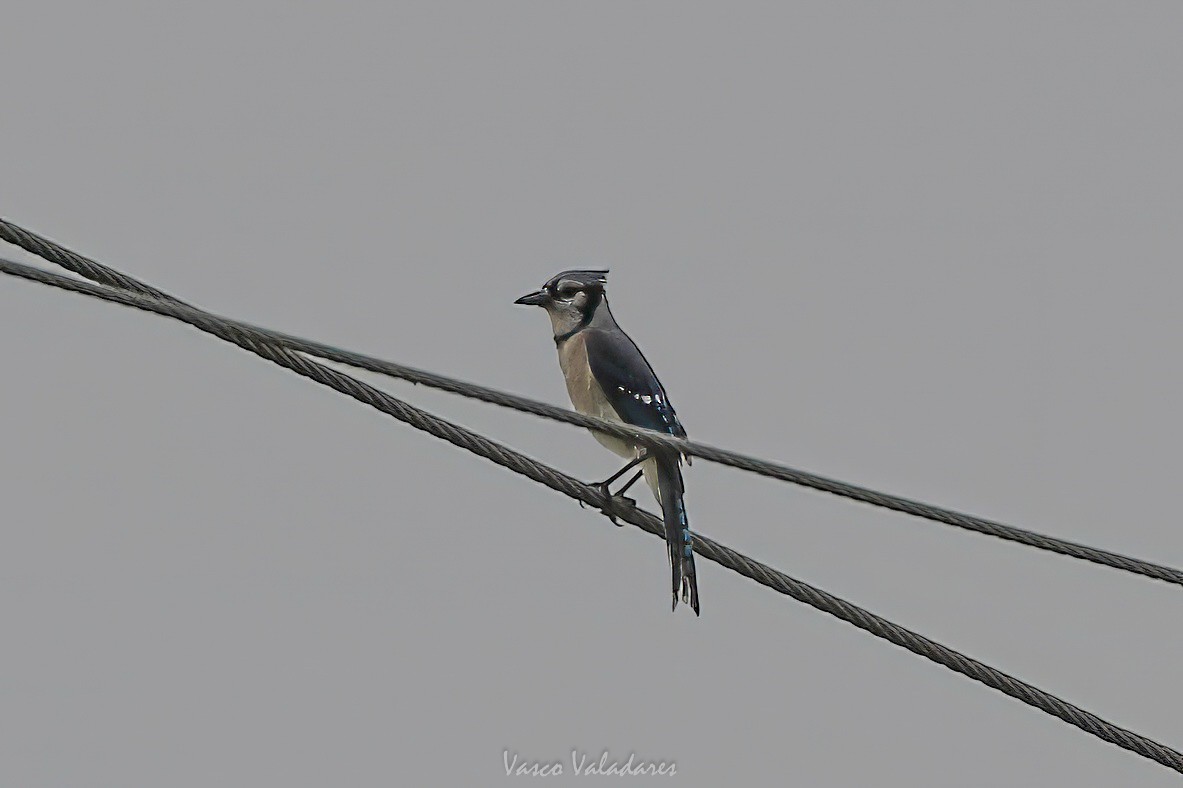 Blue Jay - ML647199605