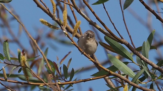 Червоїд рудогузий - ML647199610