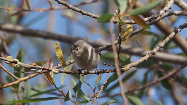 Червоїд рудогузий - ML647199611