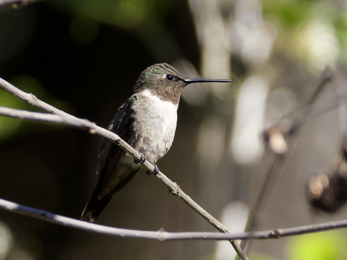 Colibri à gorge rubis - ML647199620