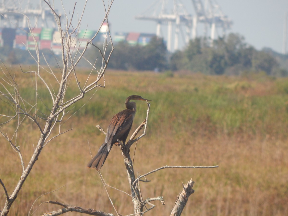 Anhinga - ML647199625