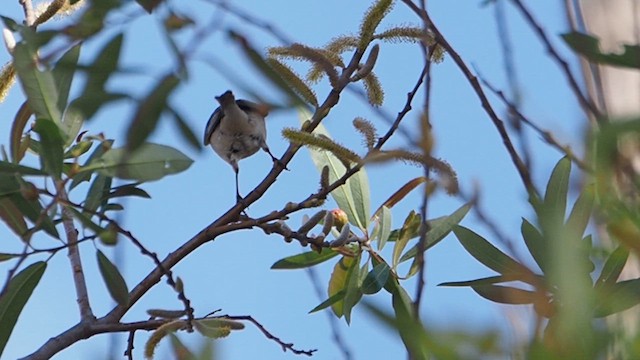 Червоїд рудогузий - ML647199626