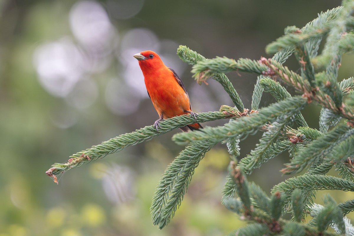 Scharlachkardinal - ML647199627