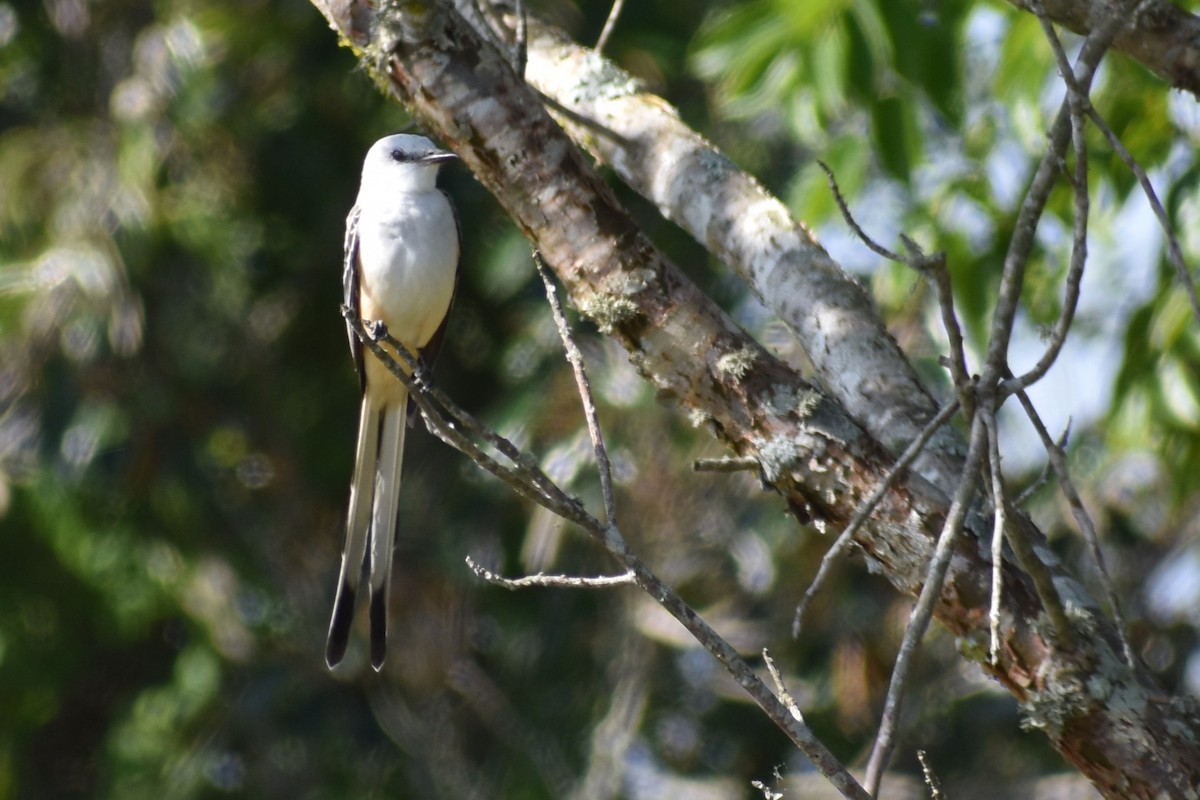 Tyran à longue queue - ML647199642