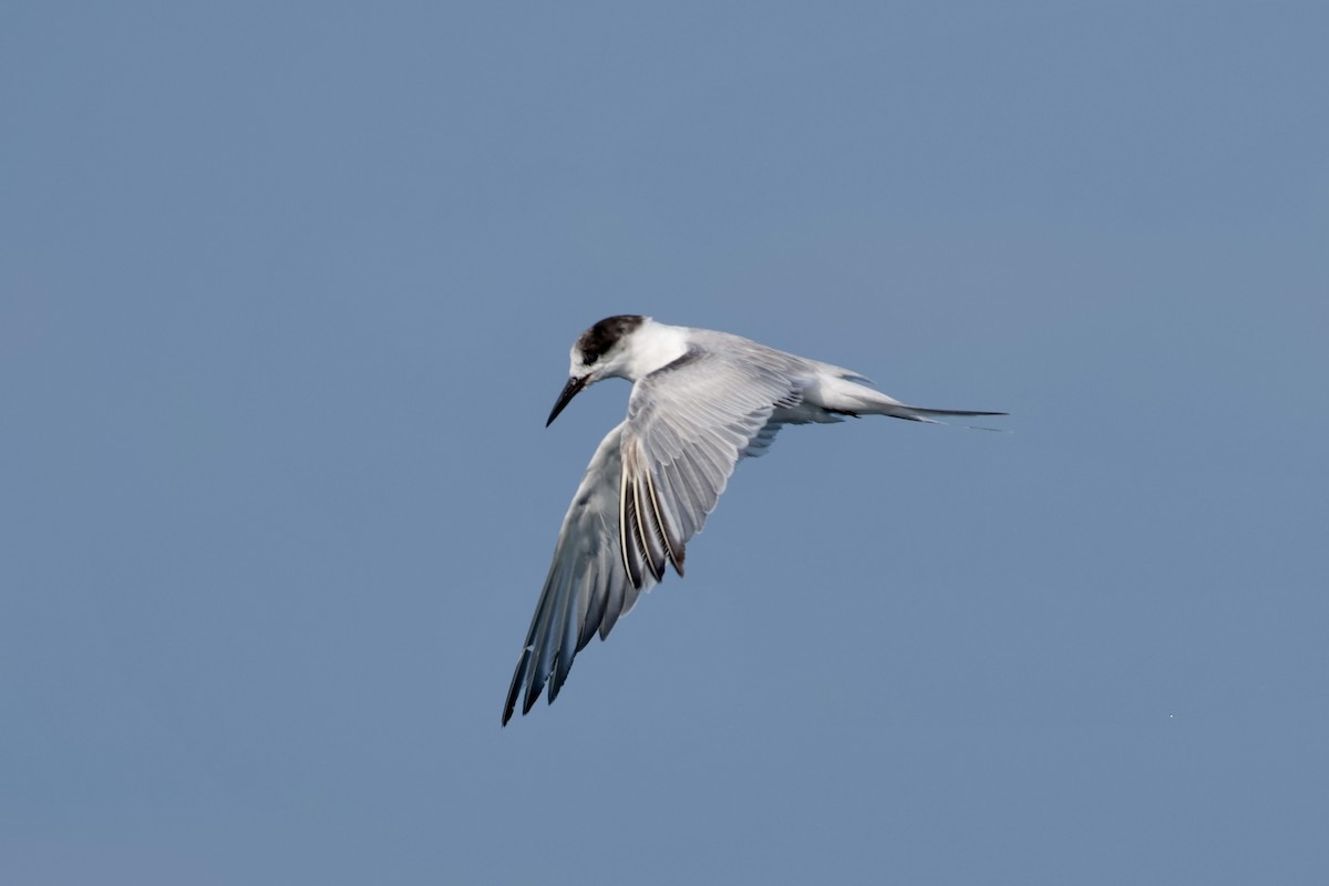 Common Tern - ML647199644