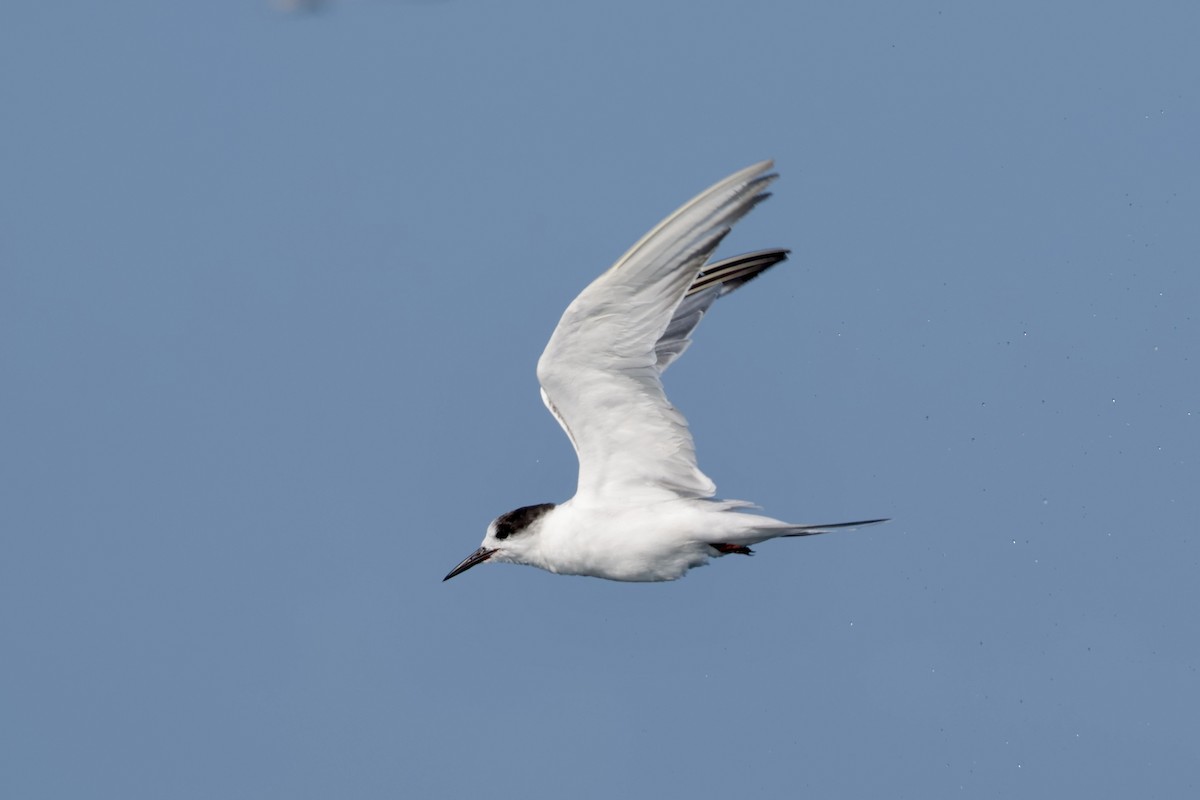 Common Tern - ML647199645