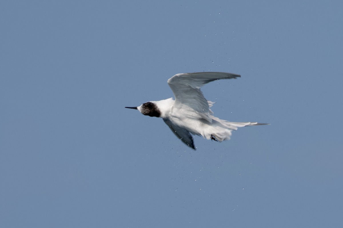 Common Tern - ML647199646