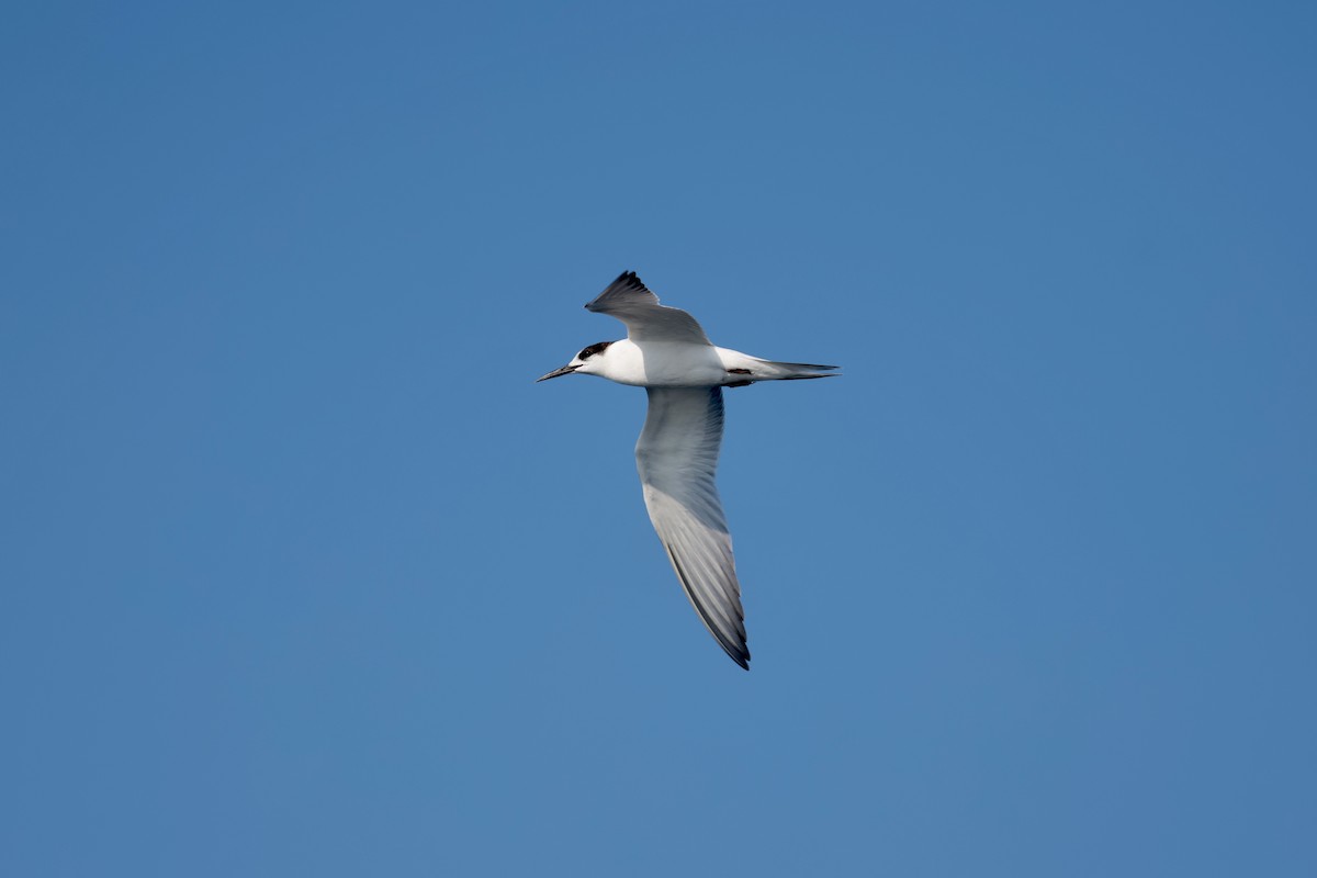 Common Tern - ML647199647