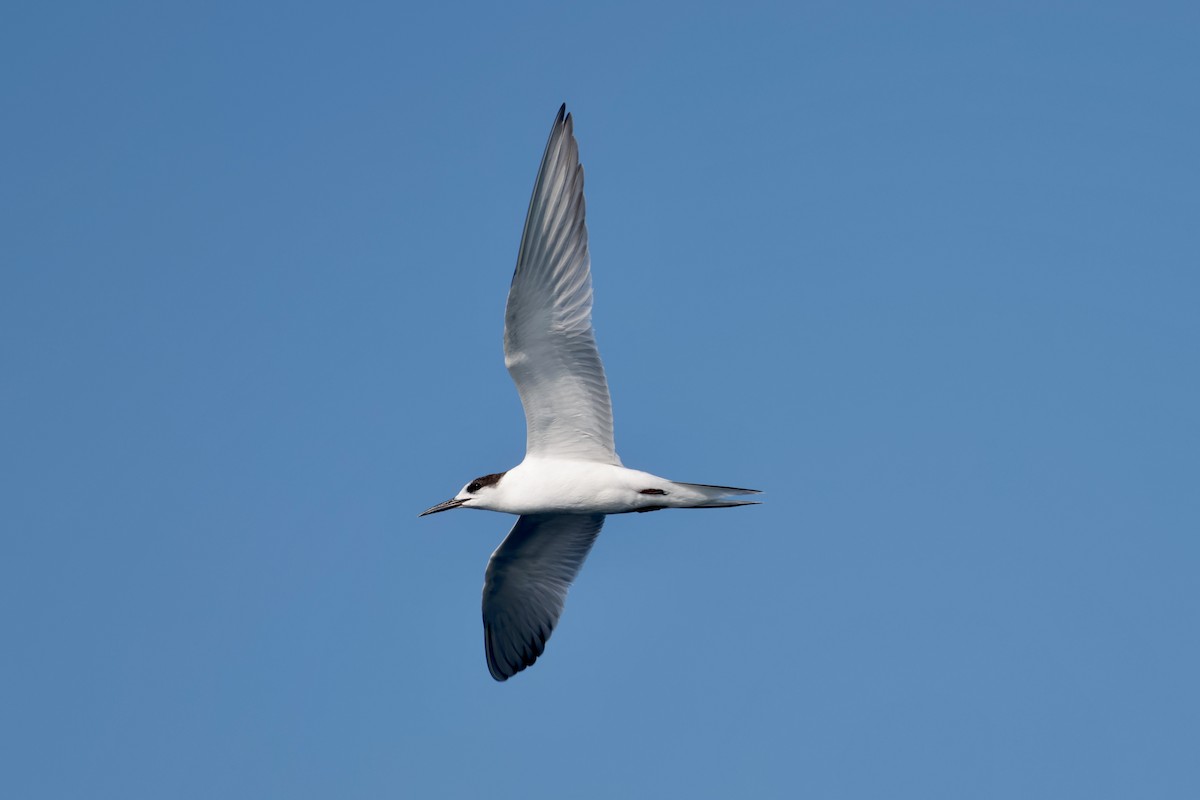 Common Tern - ML647199648