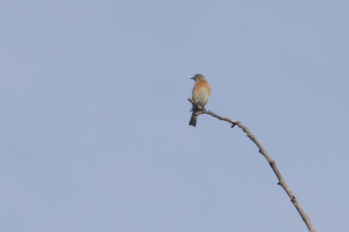 Western Bluebird - ML647199650