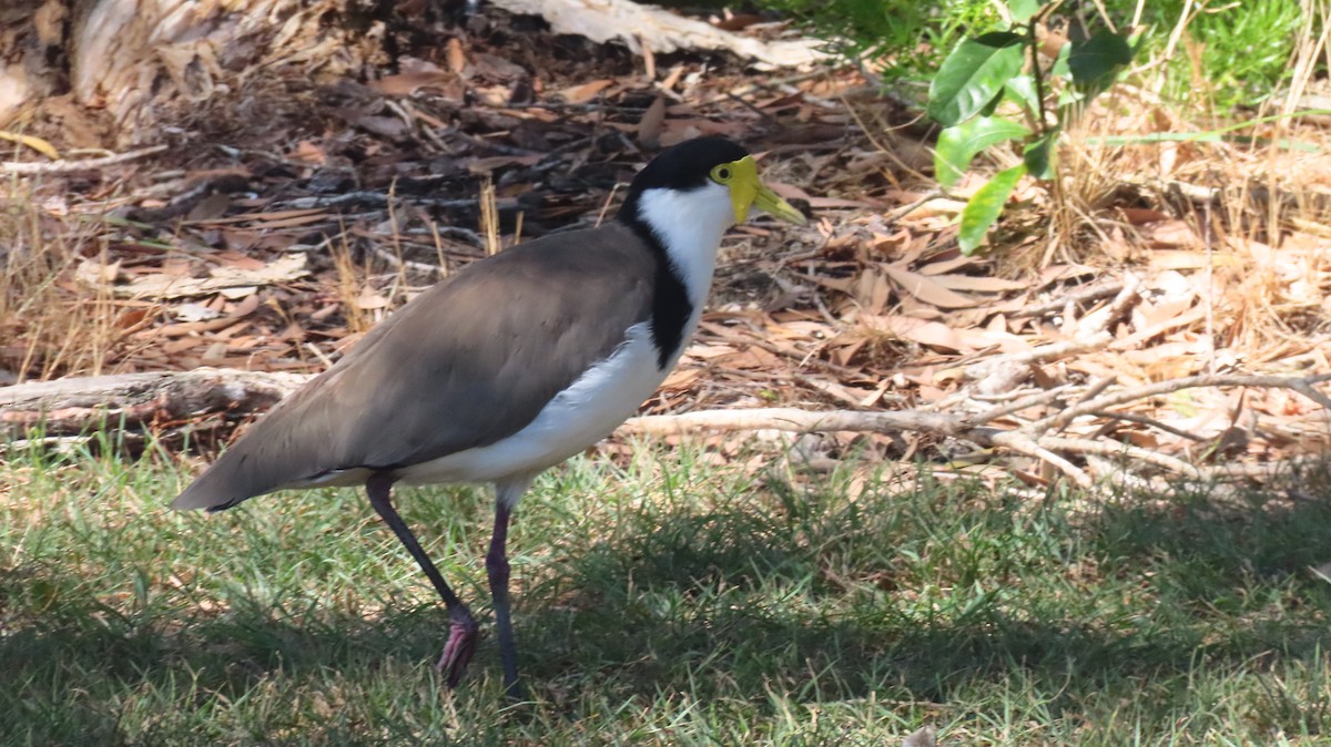 čejka australská - ML647199658