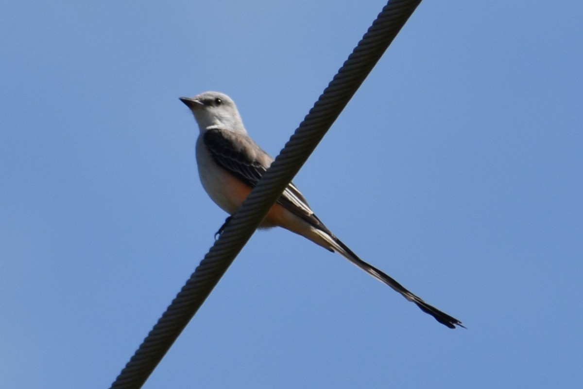Tyran à longue queue - ML647199672
