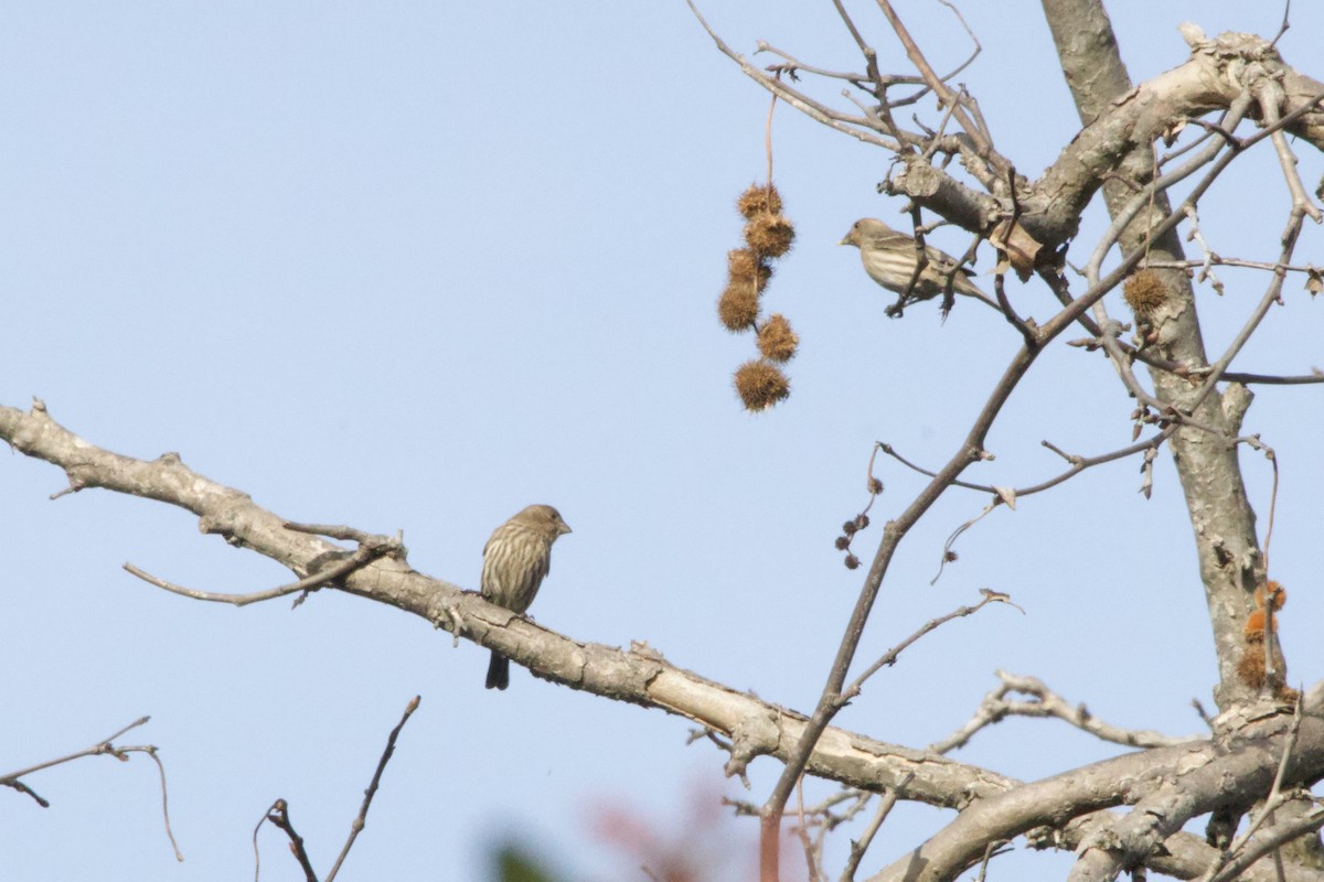 House Finch - ML647199673