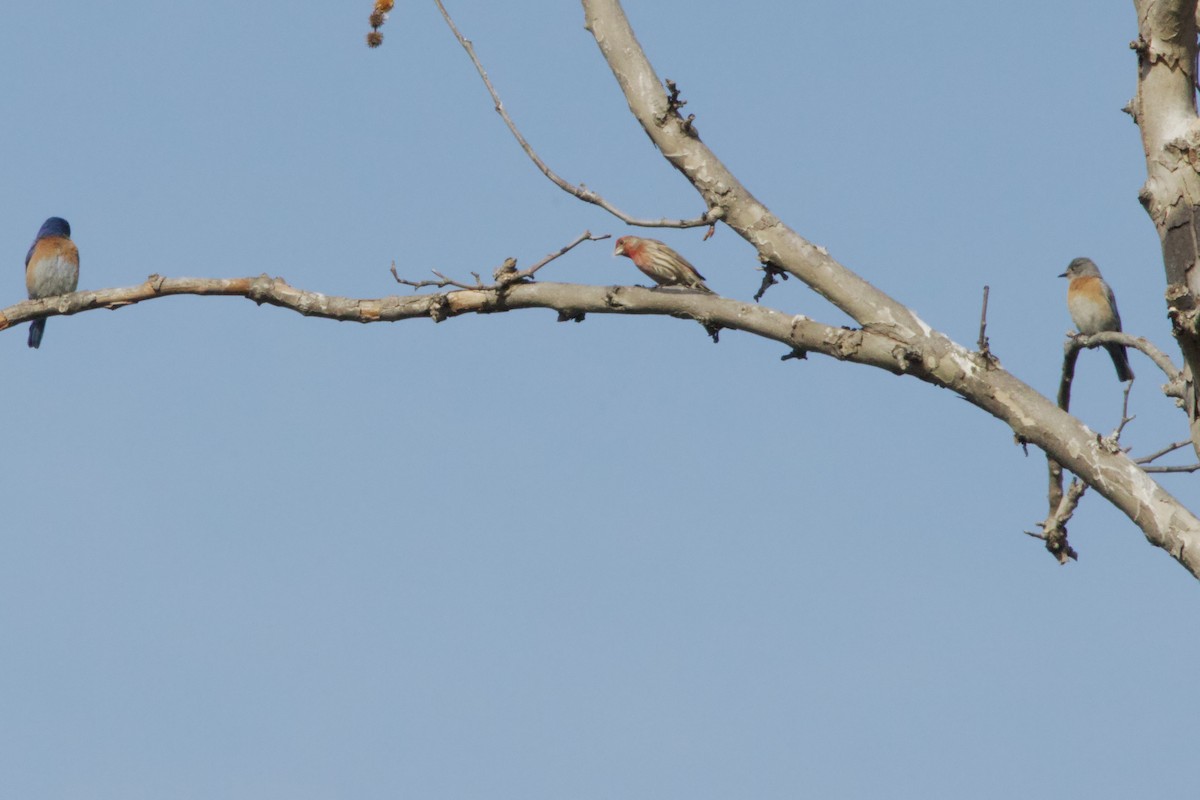 House Finch - ML647199674