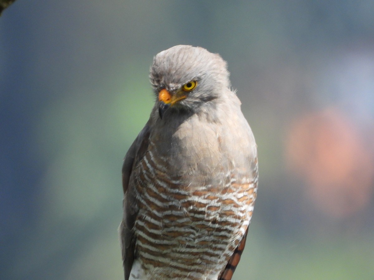 Roadside Hawk - ML647199690