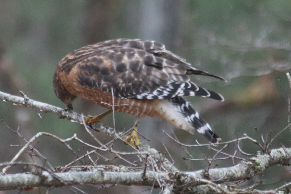 Red-shouldered Hawk - ML647199691