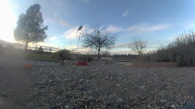 Дрізд мандрівний - ML647199692