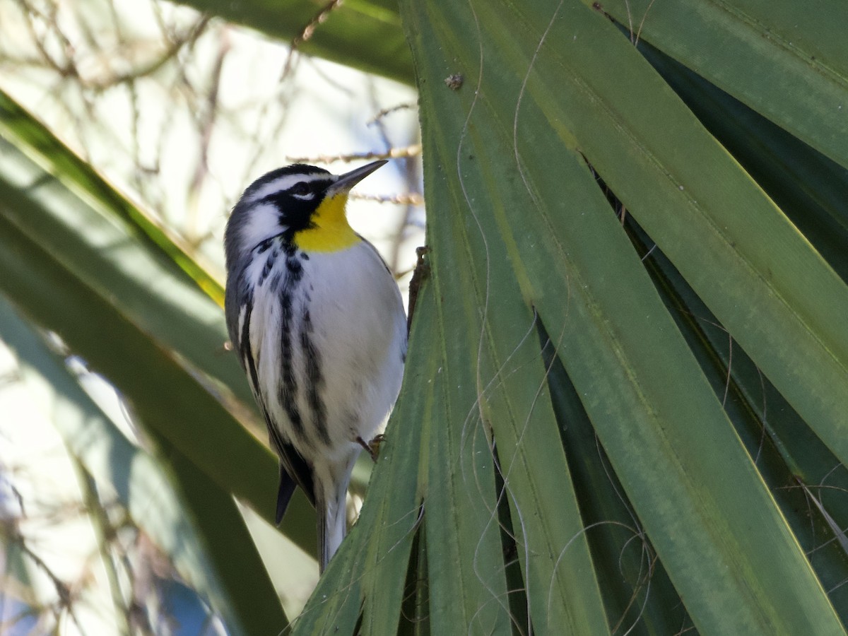 Goldkehl-Waldsänger - ML647199696