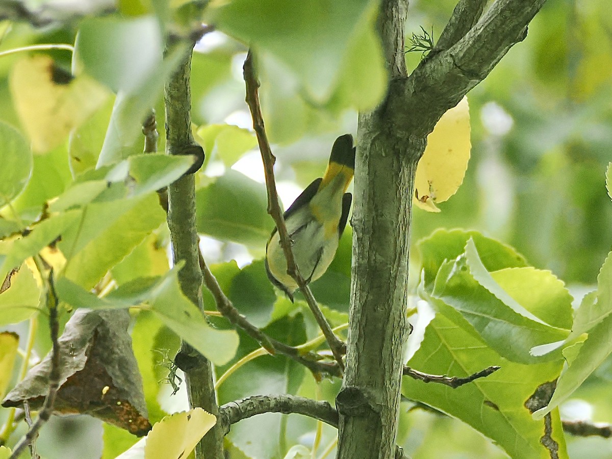 סבכון חכלילי - ML647199699