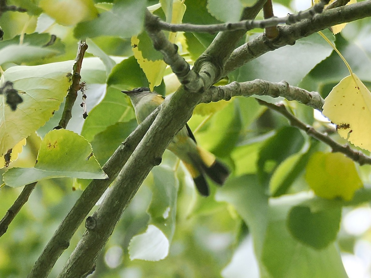 סבכון חכלילי - ML647199700