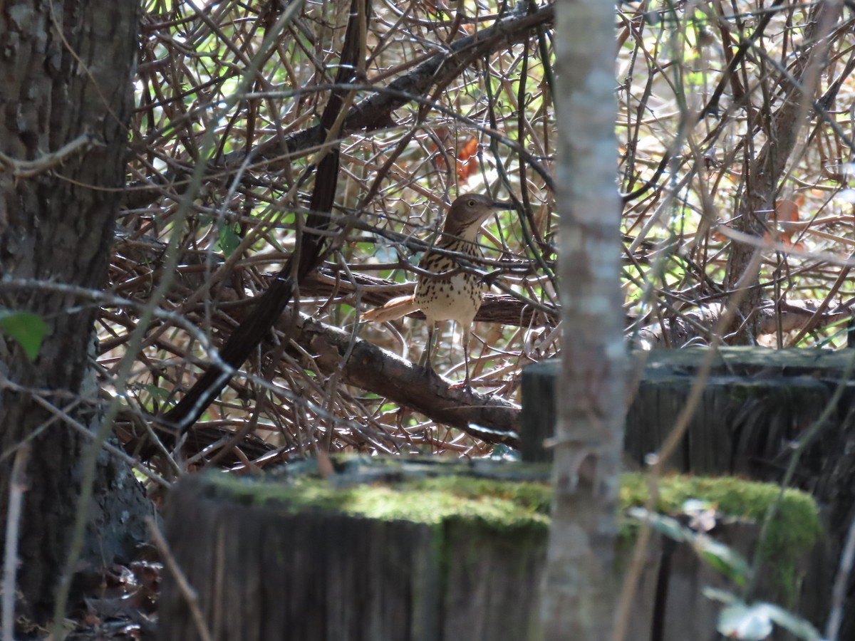 Cuitlacoche Rojizo - ML647199709