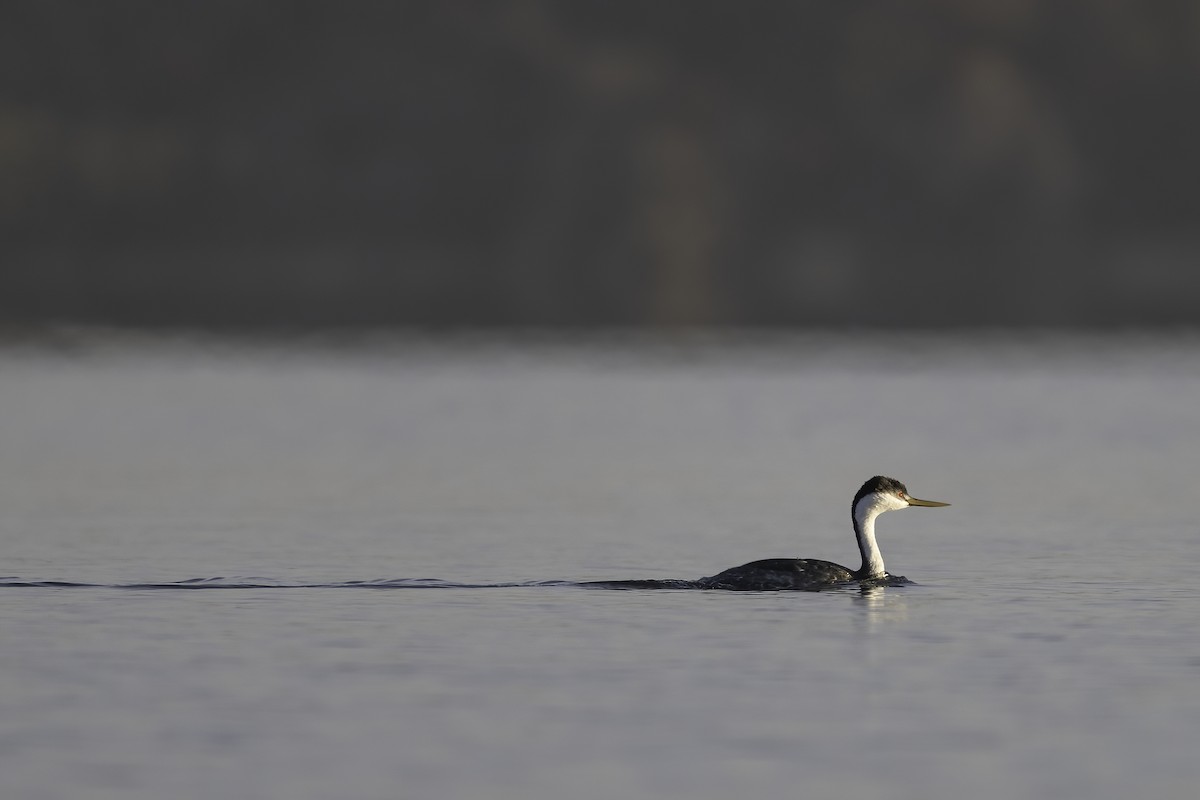 Western Grebe - ML647199716