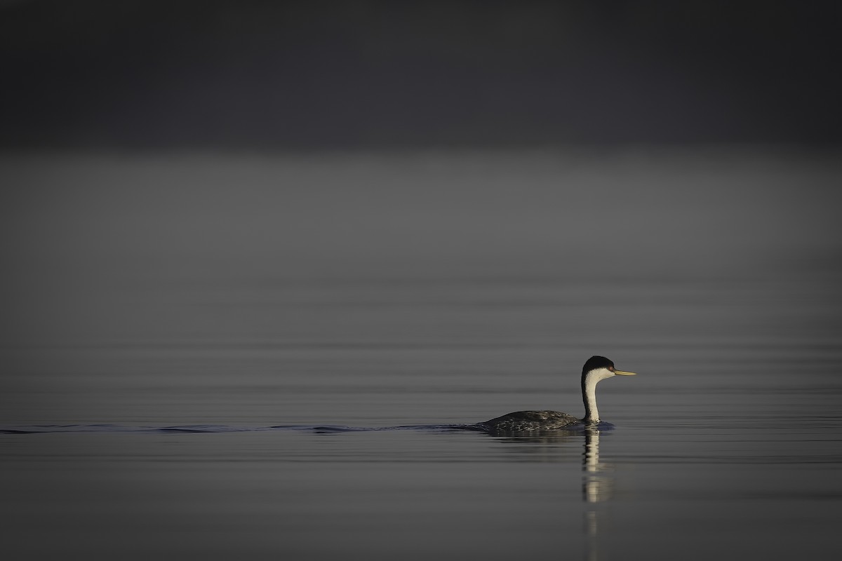 Western Grebe - ML647199717