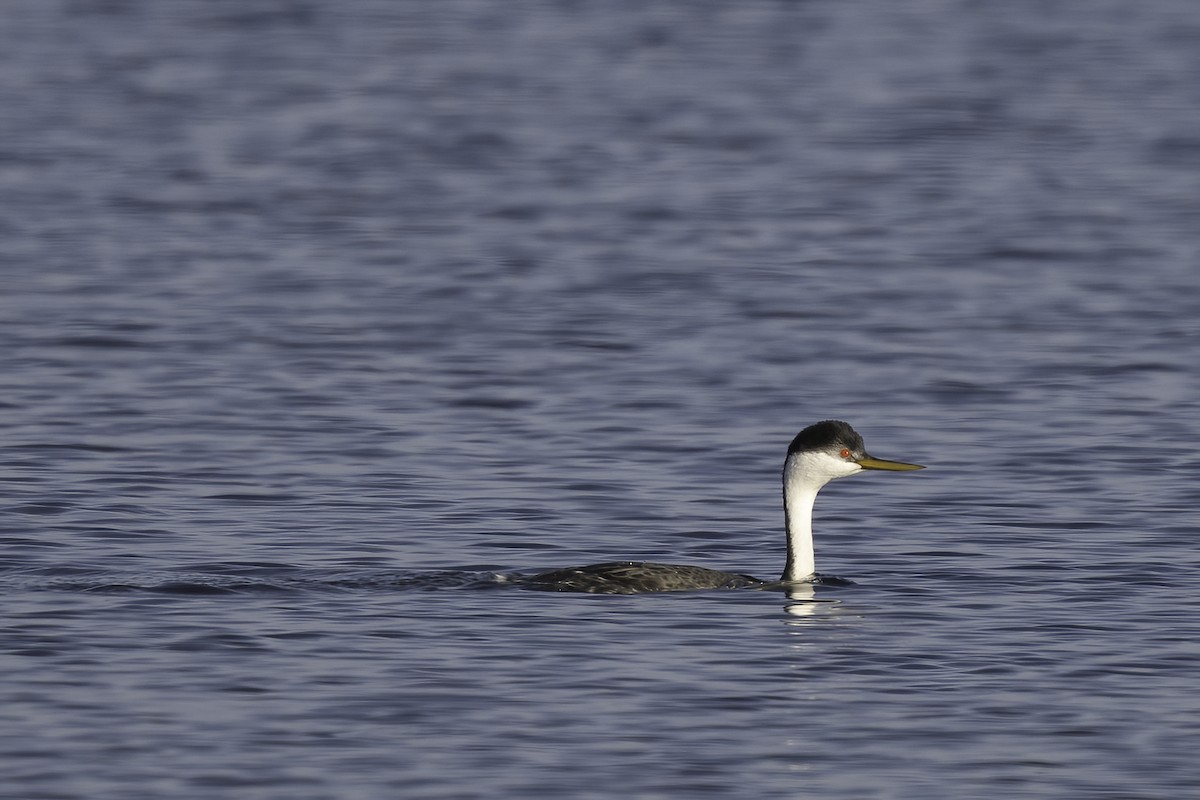 Western Grebe - ML647199718