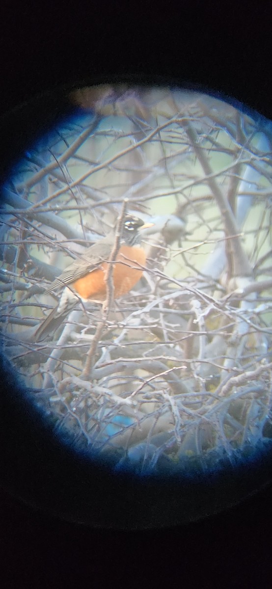 American Robin - ML647199725