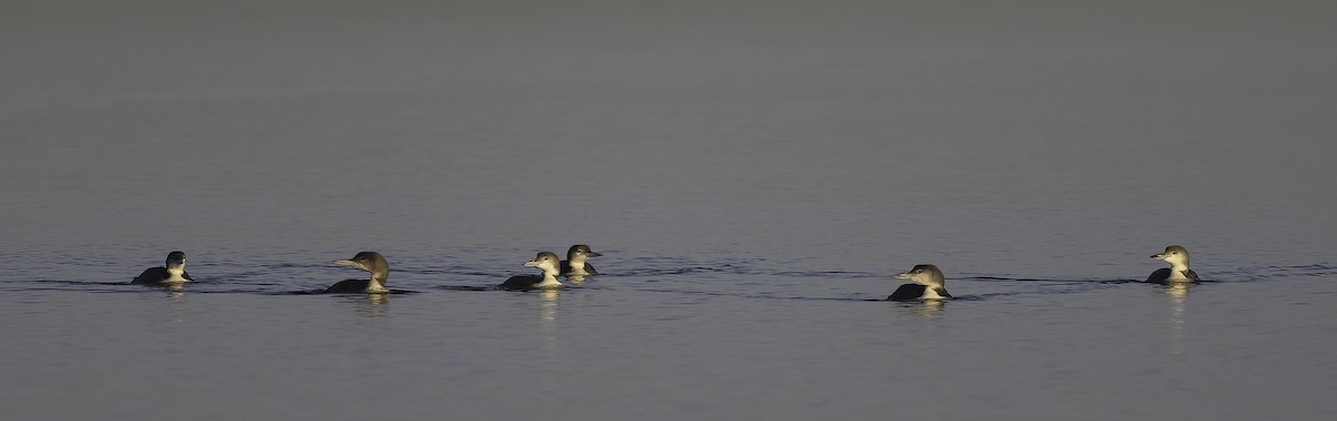 Common Loon - ML647199745