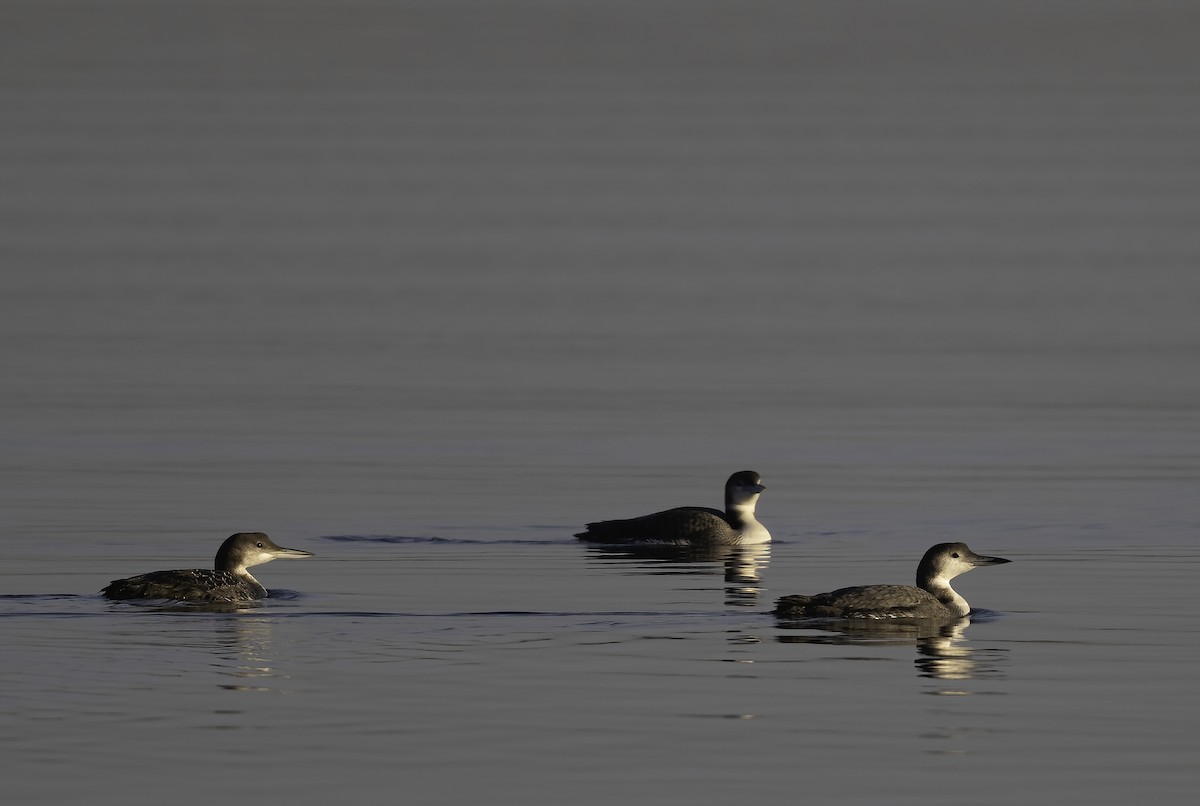 Common Loon - ML647199746