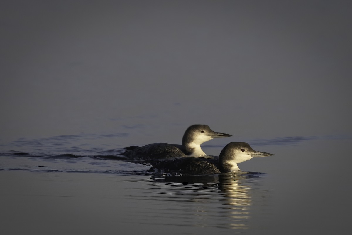 Common Loon - ML647199747