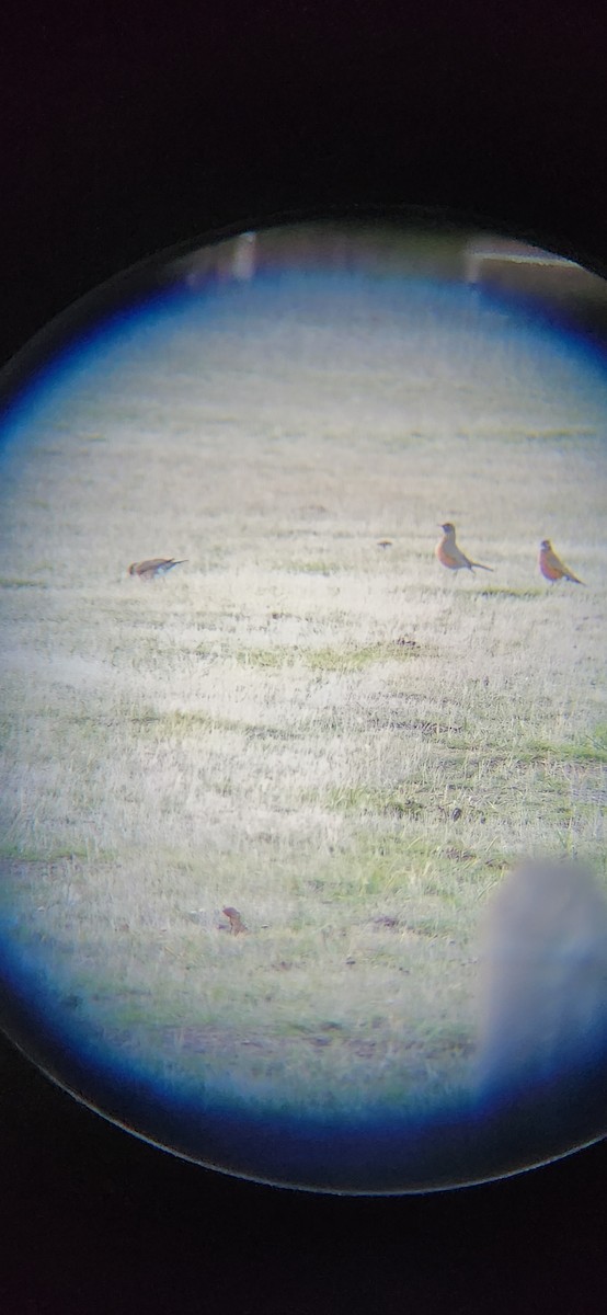 American Robin - ML647199749